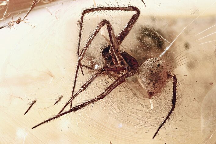 Detailed Fossil Spider and Click Beetle in Baltic Amber #357903